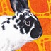24 Carrot Rabbit